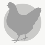 Non-GMO Chicken Feed