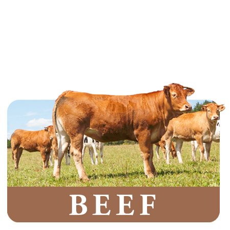 Beef Animal Feed