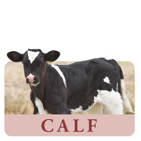 Calf Feed