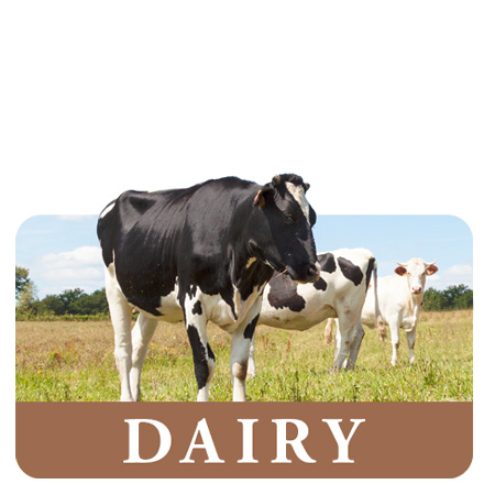 Dairy Feed