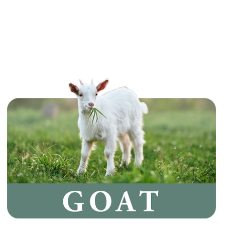 Goat Feed