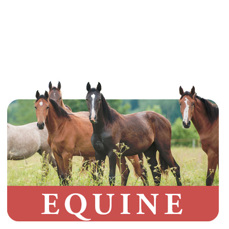 Equine & Horse Feed