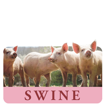 Swine & Pig Feed