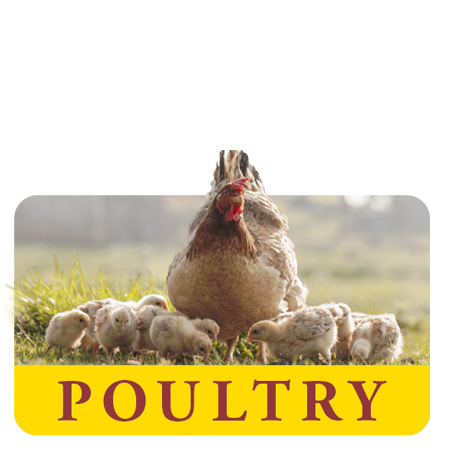 Poultry Chicken Turkey Duck Feed